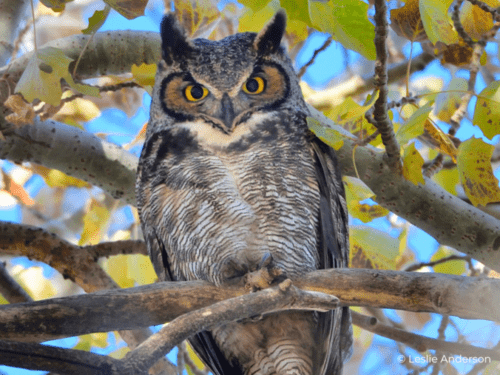 Great Horned Owl