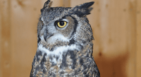 Owl Image