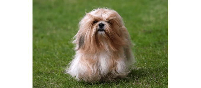 Winner for the Animal category 2023